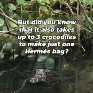 🐊🙏 CHOOSE VEGAN 👜👢